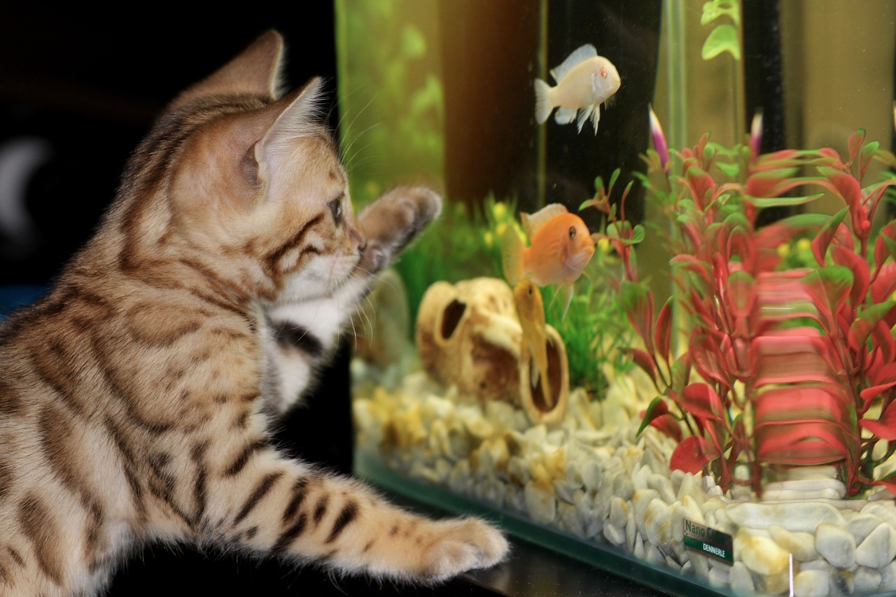 kitten, aquarium, bengal-1154693.jpg